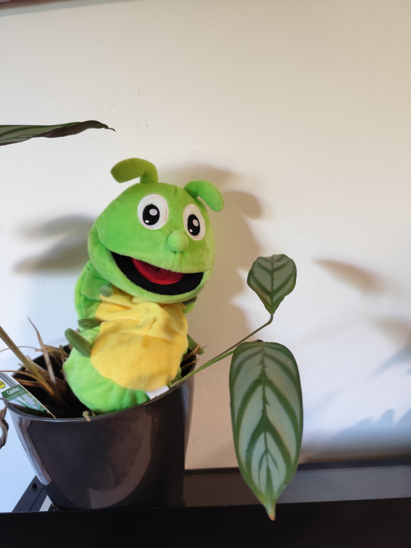 Unser Maskottchen Freddy Unser Maskottchen Freddy